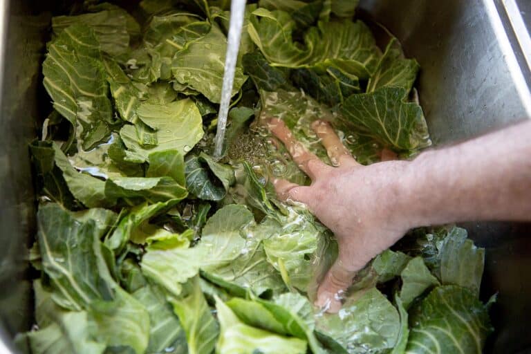 cleaning collard greens in water and vinegar