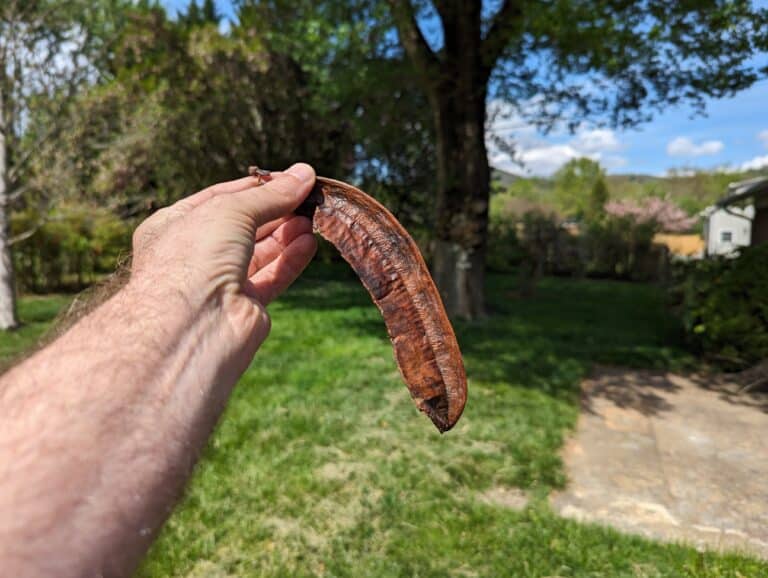 A hand holding a piece of aidan fruit outstretched.