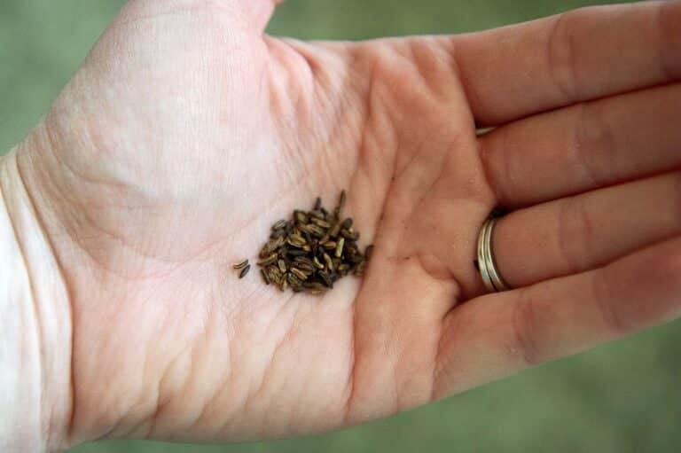 Alexanders seed in the palm of a hand.