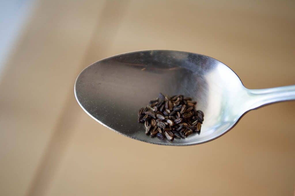 Alexanders seeds sitting in a spoon.