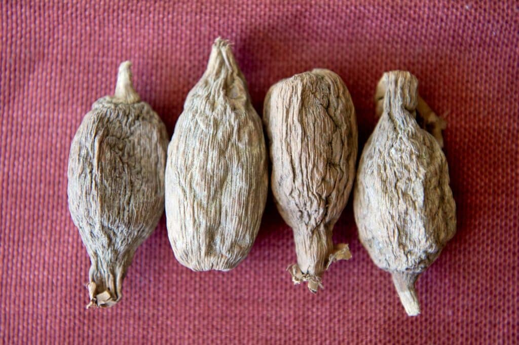 Four alligator peppers on a red cloth.