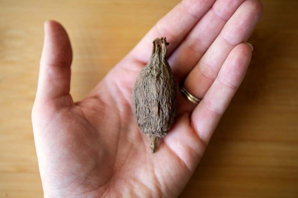 An alligator pepper resting in the palm of a hand.