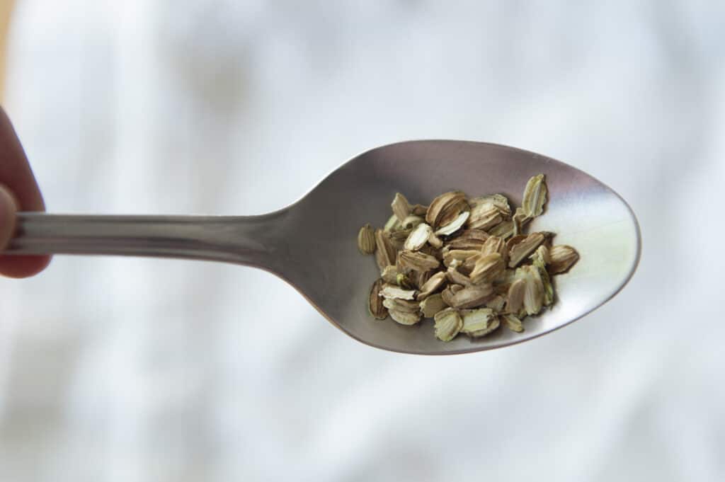 Angelica seeds resting on a spoon.