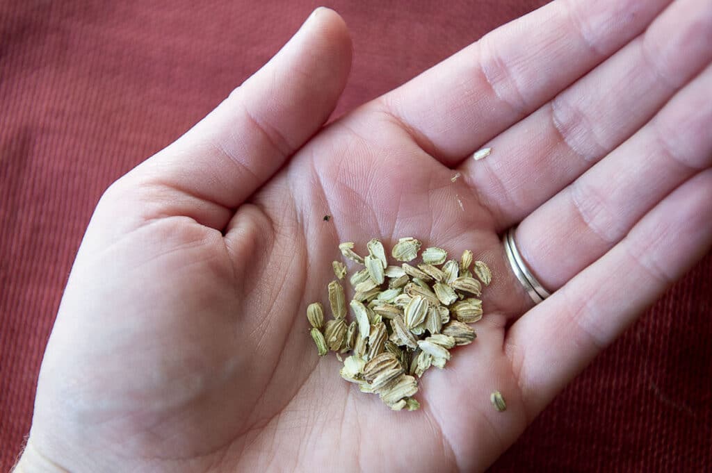 Angelica seeds resting in the palm of a hand.