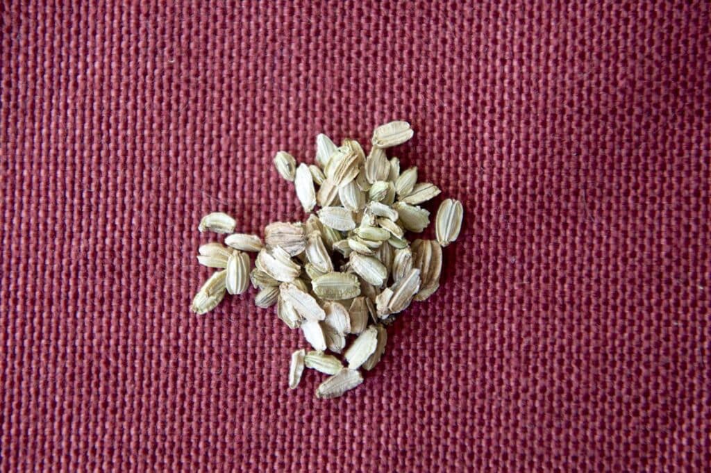 Angelica seeds sitting on a red fabric.