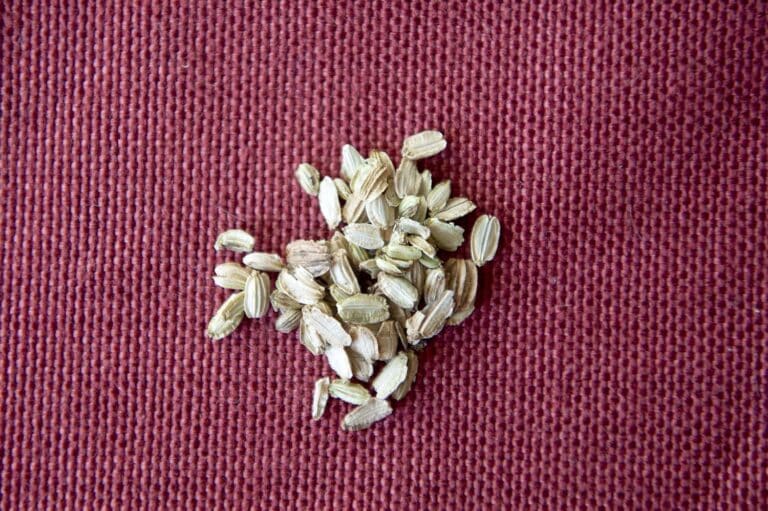 Angelica seeds sitting on a red fabric.