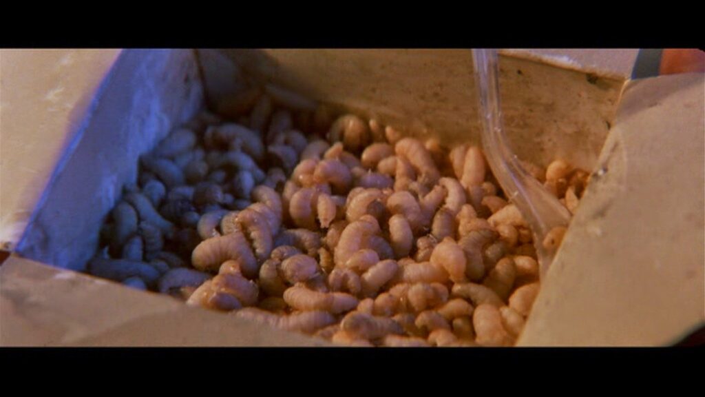 A close-up of an open cardboard container filled with wriggling live maggots or larvae, lit with a bluish tint to emphasize the texture—evoking memorable scary food scenes from classic horror movies.